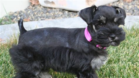 Join our community of paw lovers across the u.s. Black Miniature Schnauzer Puppy Youtube | Dog Breeds Picture