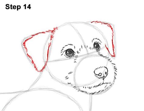 Draw A Jack Russell Terrier Dog 14 Jack Russell Jack Russell Terrier