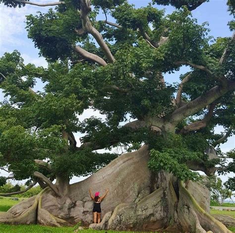 Majestic Ceiba Tree Ceiba Pentandra In Vieques Puerto Rico 😍