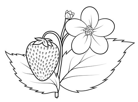 Printable Flower Coloring Pages Fruit Coloring Pages Coloring Pages