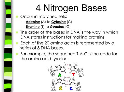 Dna is made up of molecules called nucleotides. PPT - Biomolecules PowerPoint Presentation, free download ...