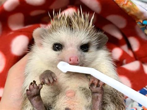 Hedgehog Teeth And The Need For Dental Care Heavenly Hedgies