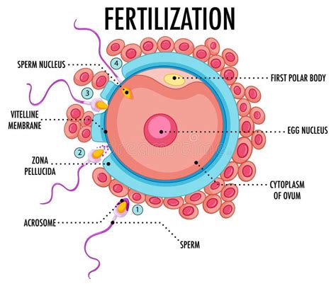 diagram showing fertilization in human stock vector illustration of drawing diagram 245083592