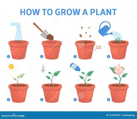 Growing A Plant In The Pot Guide Stock Vector Illustration Of Growth