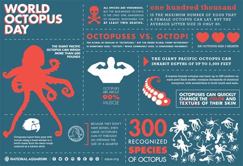 Happy World Octopus Day Animal Infographic Giant Pacific Octopus