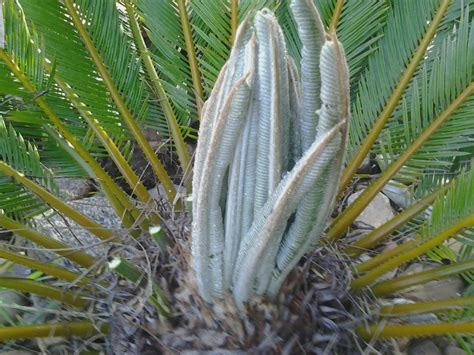 Research by the university of guam on cycad seed age was the cover story of the june 2020 issue university of guam research has revealed that younger cycad seeds pose a greater risk for toxicity. Antediluvian Salad: Cycad Fiddleheads and Stegosaur Neck Armor