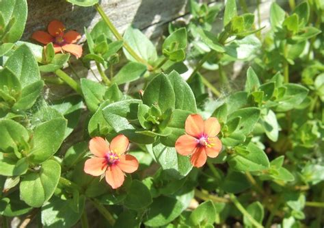 Book and lyrics by nan knighton. scarlet pimpernel (Plants of Hawaii Volcanoes National ...