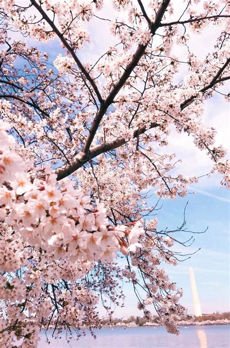 7 Tips For Seeing The Washington Dc Cherry Blossoms Washington Dc