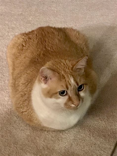 Ginger Cat Loaf Rcatloaf