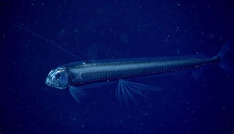 The Scariest Fish In The Ocean To Haunt Your Dreams