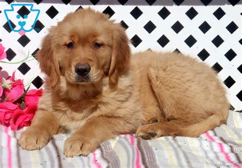 Our golden retrievers have brought so much joy, laughter and precious memories to our family. Bobo | Golden Retriever Puppy For Sale | Keystone Puppies