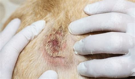 Dog Dandruff Symptoms Causes Prevention