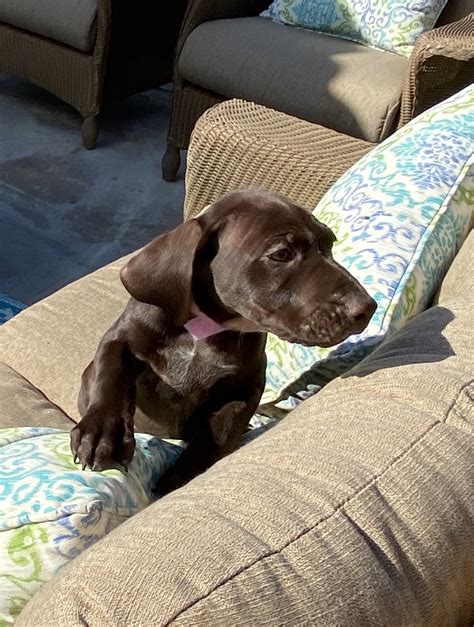 The german shorthaired lab is a cross between the german shorthaired pointer and the labrador retriever. German Shorthaired Pointer Puppies For Sale | Palm Springs, CA #323557