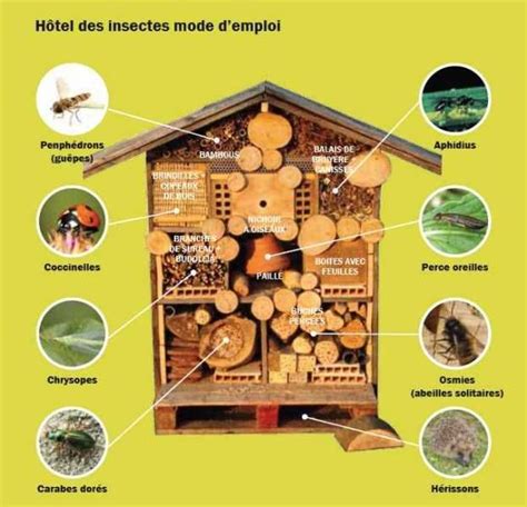 Insect Hotel Guide Bug House Hôtel à Insectes Insectes Projets De