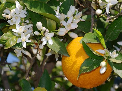 Citrus sinensis - Sweet orange
