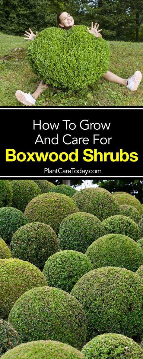 Amend heavy clay soils with sand before. Japanese Boxwood Care: How To Grow Boxwoods | Landscaping ...