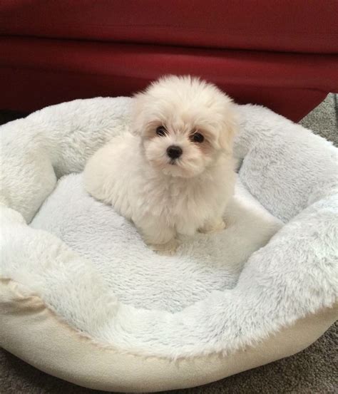 Puppy Worlds Cutest Maltese