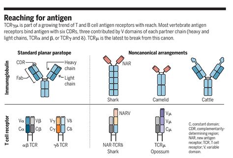 Unusual T Cell Receptor In Opossum Science