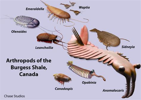 The Cambrian Period 542 488 Million Years Ago Began With One Of The