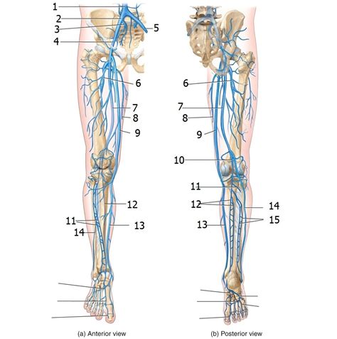 Leg Veins Diagram Quizlet