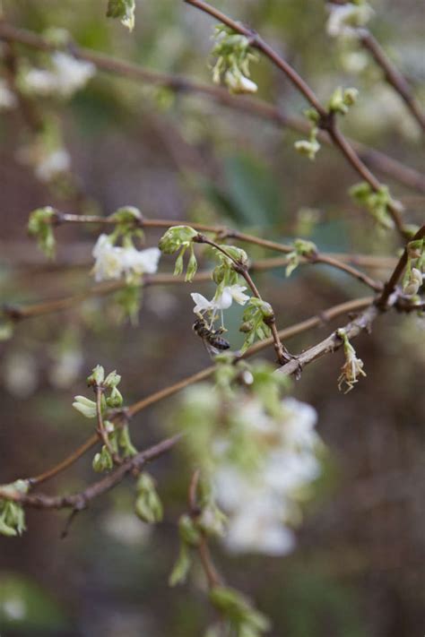 7 Fragrant Favorites Winter Flowering Scented Shrubs Gardenista