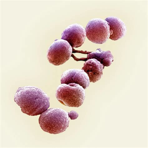 Streptococcus Pneumoniae Bacteria Photograph By Ami Imagesscience