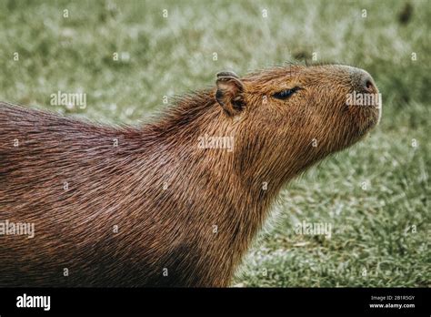 Side Head Portrait Of A Wild Capybara Or Hydrochoerus Hydrochaeris The