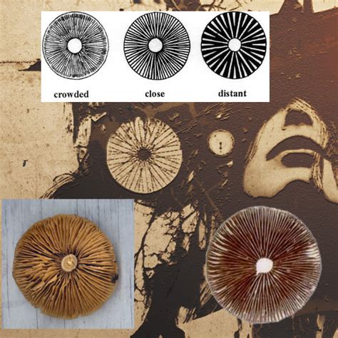 It was a major success. Mushroom gills on RE7 art : residentevil