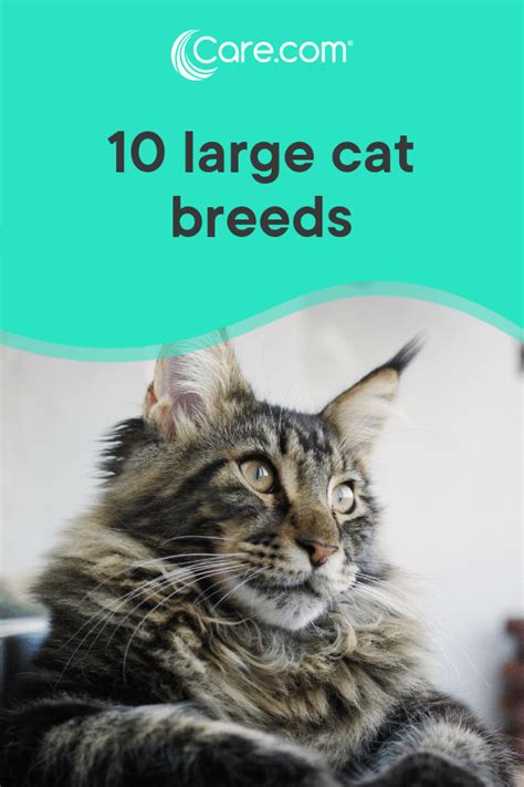 10 Large Cat Breeds All The Basics About Big House Cats Large Cat Breeds Big House Cats Cat