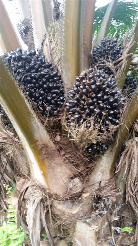 Indonesia merupakan penghasil kelapa sawit terbesar dunia dengan produksi di atas 40,56 juta ton pada 2018 mengungguli malaysia. Warisan Petani: Kebun Kelapa Sawit 1.