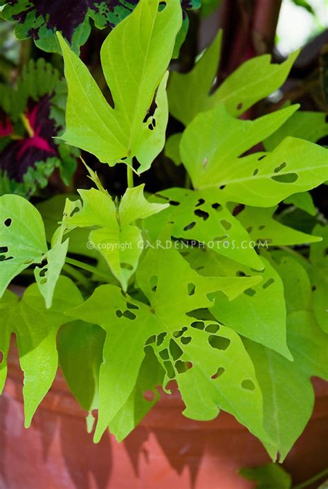 Check spelling or type a new query. Slug damage holes on Ipomoea Marguerita sweet potato vine ...