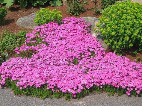 Drummonds Pink Creeping Phlox Creeping Phlox Ground Cover Plants