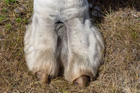 110 Camel Toe Stock Photos Free And Royalty Free Stock Photos From