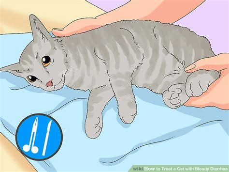 It could be parasites, an infection or any number of things, but it should be. 3 Ways to Treat a Cat with Bloody Diarrhea - wikiHow