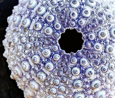 17 Captivating Fractals Found In Nature Webecoist Fractals In
