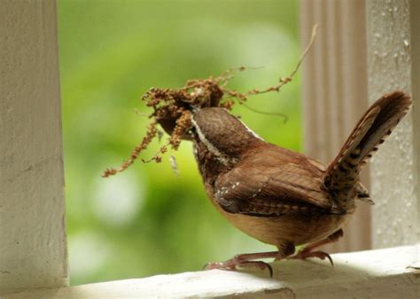 This is especially true in northern portions of the bird's range, where natural food sources can disappear beneath winter snow and ice.back to top Carolina Wren Building a Nest by LovingInTheLongGrass on ...