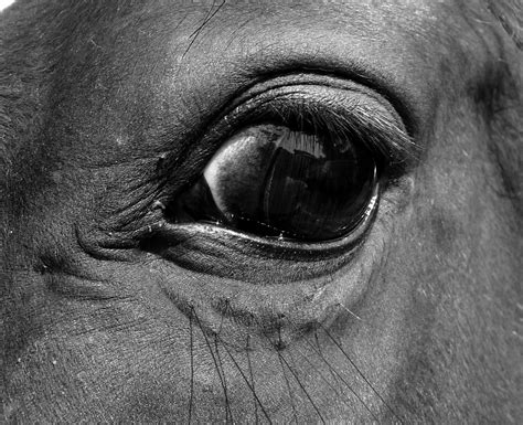 Eye Horse Close Up Free Photo On Pixabay Pixabay