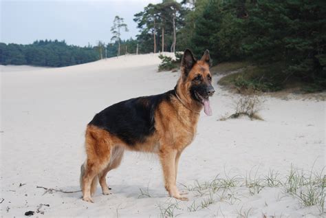 Free Images Vertebrate Dog Breed Old German Shepherd