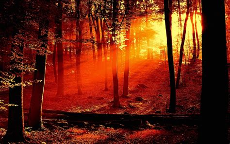Wallpaper Sinar Matahari Hutan Alam Pagi Pohon Musim Gugur