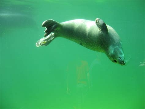Terlihat Mirip, Ini 6 Perbedaan Anjing Laut dan Singa Laut