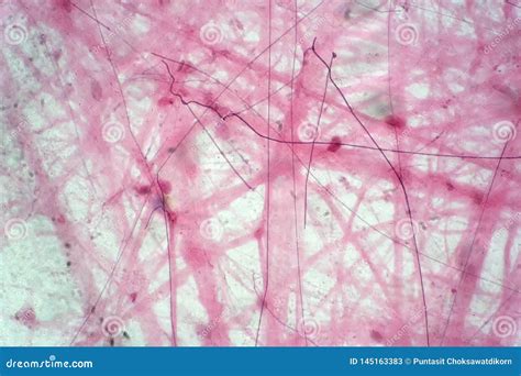 Areolar Connective Tissue Under The Microscope View Royalty Free Stock