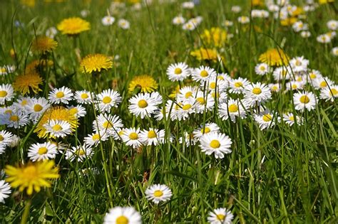 Spring Meadow · Free Photo On Pixabay