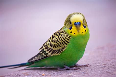Green Birds Images