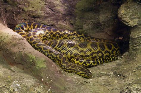 8 Largest Snakes In Africa