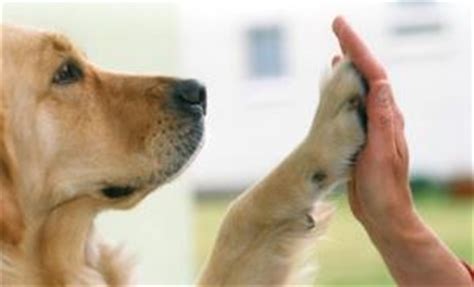 Für die welt bist du ein hund, für mich bist du die welt! » Tag des Hundes 2014 Tierbestattung | PORTALEUM ...