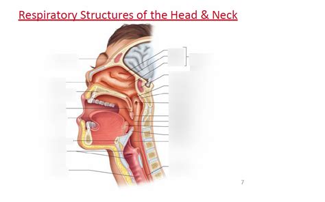 Respiratory Structures Of The Head And Neck Part 2 Diagram Quizlet