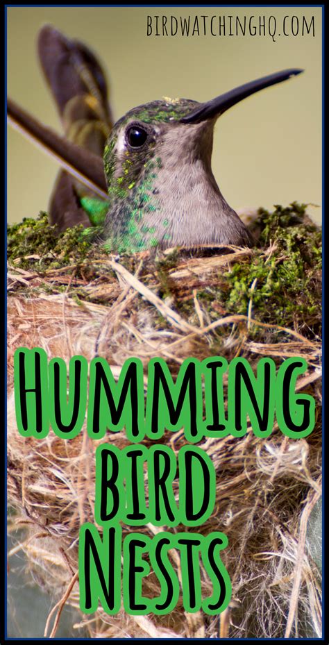 Hummingbird Nests 7 Fun Facts You Should Know 2021 Bird Watching