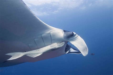 Diving Into Recovery Efforts For The Giant Manta Ray Defenders Of