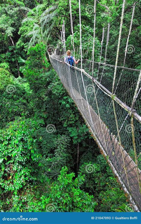 Canopy Bridge Stock Image Image Of Asia Walk Rope 21047093