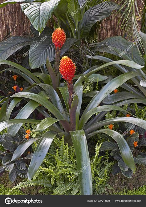 Tropical Planting Of The Bromeliad Guzmania Conifera — Stock Photo
